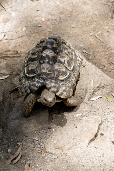 Die Aldabra Riesenschildkröte Ist Die Größte Der Familie Der Schildkröten — Stockfoto