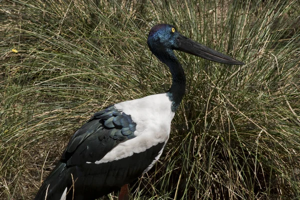 Zwarte Nekooievaar Een Zeer Lange Vogel — Stockfoto