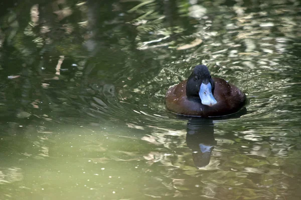 Pato Azul Está Nadando Lago — Fotografia de Stock