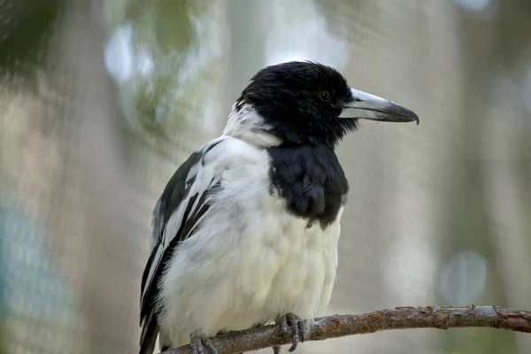 the pied butcher bird is resting on a twig