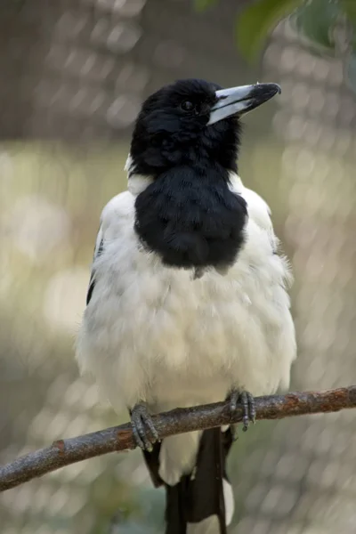 Pied Butcher Bird Resting Twig — ストック写真