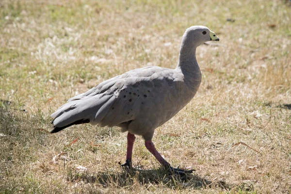 Χήνα Cape Barren Περπατά Ένα Χωράφι — Φωτογραφία Αρχείου