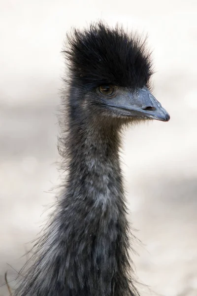 the young emu does not yet have his adult feathers