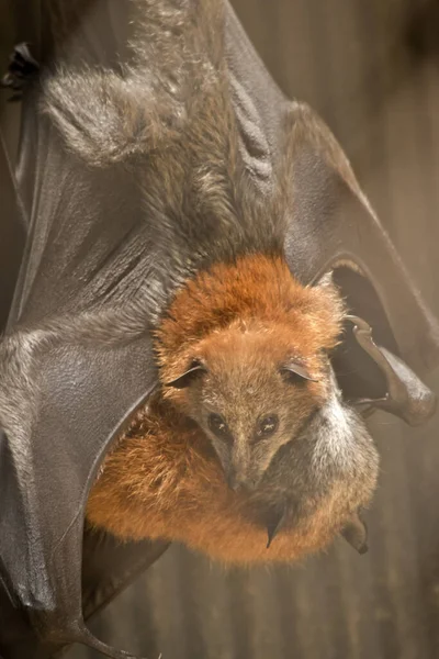 Morcego Fruto Jovem Trazido Limpo Por Sua Mãe — Fotografia de Stock