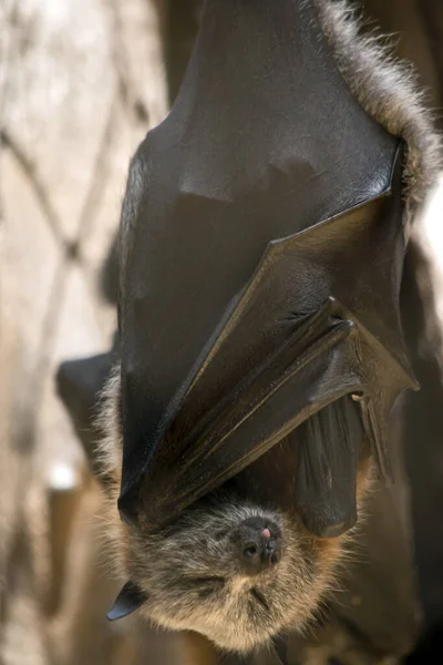 the fruit bat is sticking his tongue out