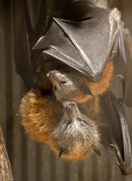 Murciélago Fruta Joven Traído Limpiado Por Madre —  Fotos de Stock