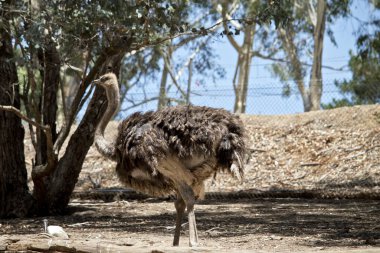 Devekuşu tarlada yürüyor.