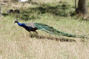 Tavus kuşunun dişileri çekmek için uzun bir kuyruğu vardır.