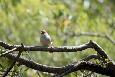 Kızıl ispinoz bir ağaç dalında dinleniyor.