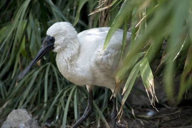 Genç kraliyet kaşığı bir çalılığın arkasından çıkıyor.