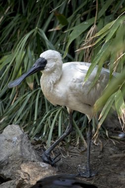 Genç kraliyet kaşığı bir çalılığın arkasından çıkıyor.