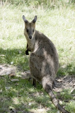 Bataklık valabisi çevresindeki tehlikeleri kontrol ediyor.