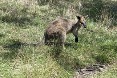 Bataklık valabisi uzun otların arasında otluyor.