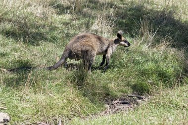 Bataklık valabisi uzun otların arasında otluyor.