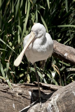 Sarı kaşık gagası bir kütüğe konmuş.