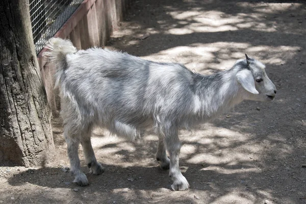 Young Goat Has Small Horns — Stock Photo, Image