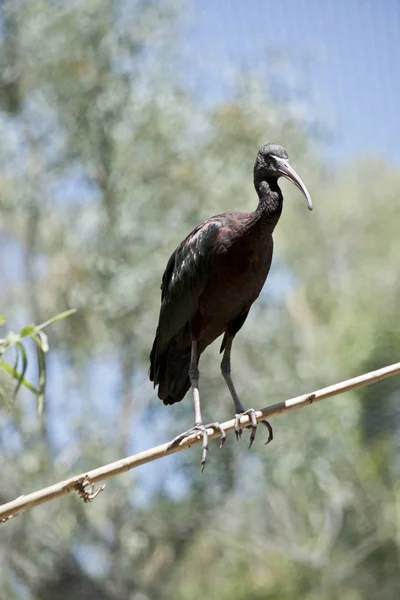 Γυαλιστερό Ibis Είναι Σκαρφαλωμένο Ένα Λεπτό Κλαδί Δέντρου — Φωτογραφία Αρχείου