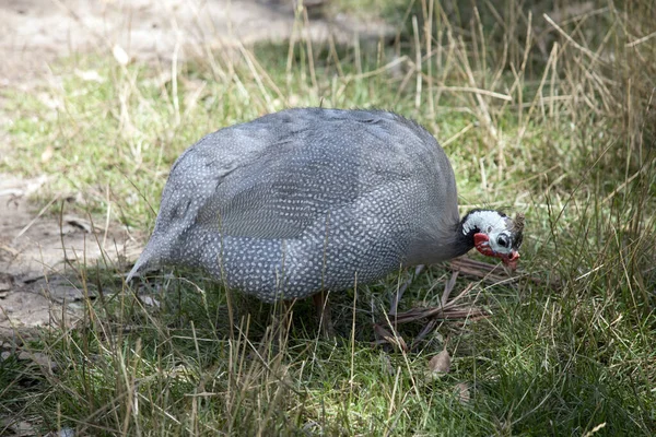 Pintada Casco Está Buscando Comida Hierba — Foto de Stock