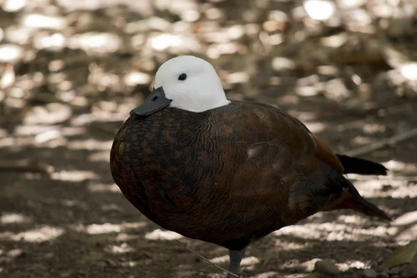 Paradise Shelduck Walking Paddock — Stock Photo, Image