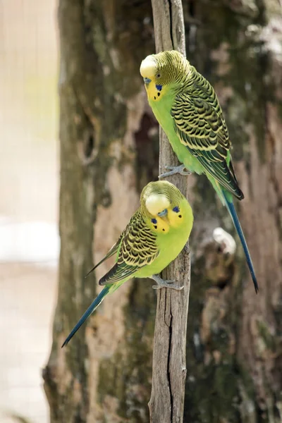 Los Dos Periquitos Están Gran Pajarito —  Fotos de Stock