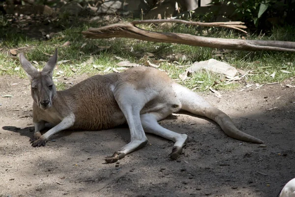 Den Röda Kängurun Vilar Skuggan — Stockfoto