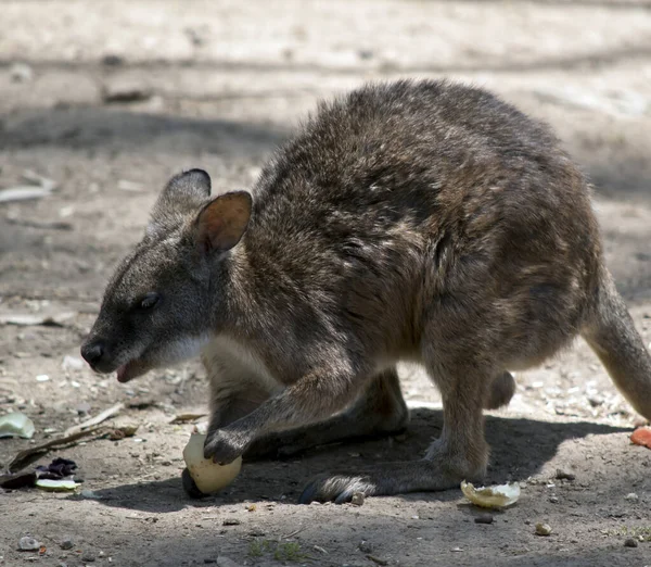 Wallaby Pescoço Vermelho Está Comendo Comida Deixada Chão — Fotografia de Stock