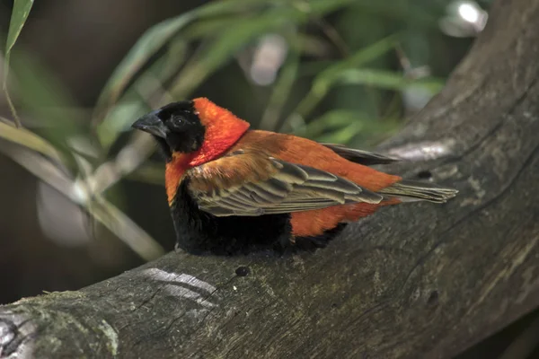 Southern Red Bishop Perched Log — Stock Photo, Image