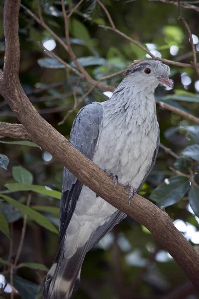 Die Obere Taube Ist Ein Großer Grauer Vogel — Stockfoto