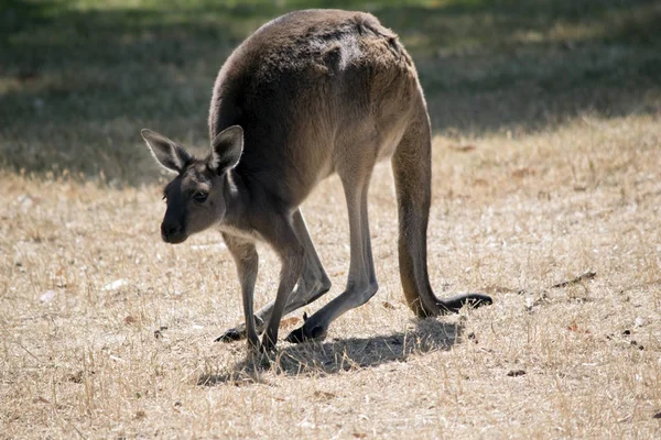 Western Grey Kangaroo Hopping Paddock — Stock Photo, Image