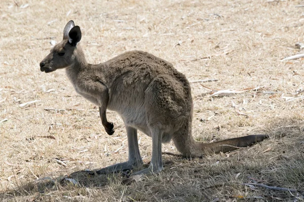 Western Grey Kangaroo Grazing Dry Grass — Stock Photo, Image