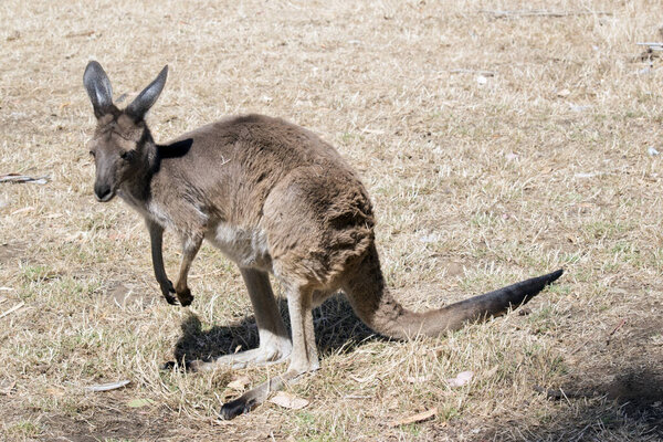 Западный серый кенгуру пасутся на сухой траве
