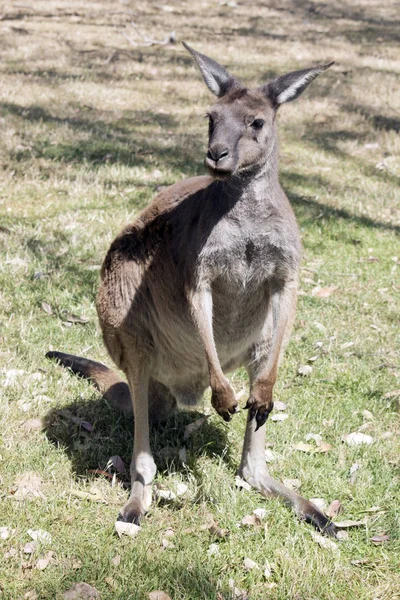 Das Westliche Graue Känguru Steht Einer Koppel — Stockfoto