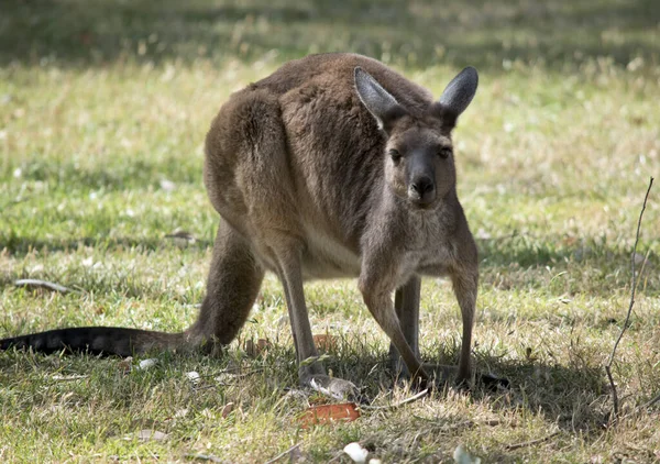 Westelijke Grijze Kangoeroe Eet Gras Een Paddock — Stockfoto