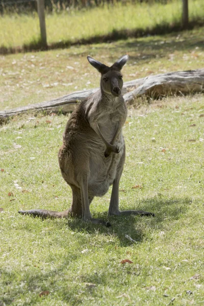 Westelijke Grijze Kangoeroe Een Vriendelijke Bruine Kangoeroe Met Zwarte Poten — Stockfoto