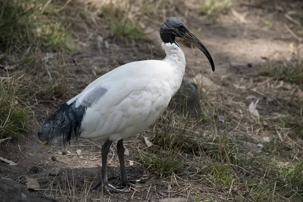 Den Vita Ibis Letar Efter Mat — Stockfoto