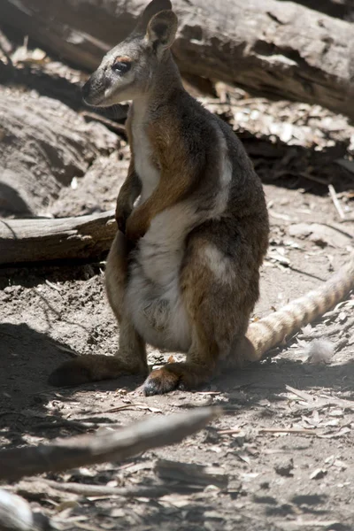 Egy Női Sárga Lábú Szikla Wallaby Áll Hátsó Lábán — Stock Fotó