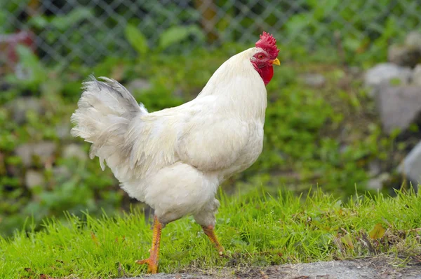 Kırmızı ile beyaz tavuk 