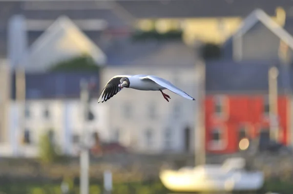 Bir parça ekmek içinde dağ ile uçan martı Siyah başlı 
