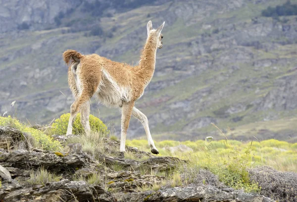 Bir tepe, arkadan kalıntılaraihtiyacımız yürüyüş çok
