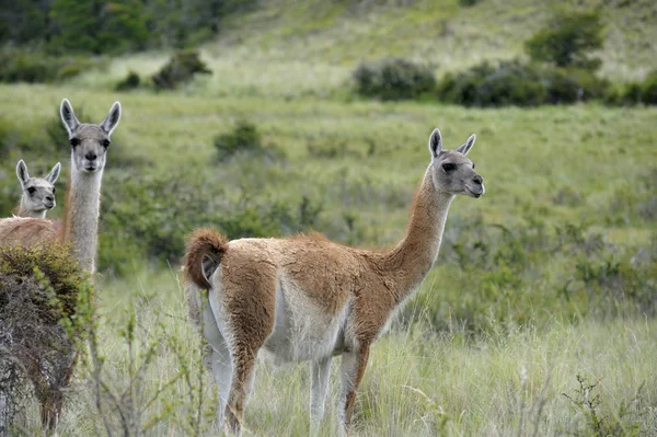 Guanacosin Patagonya