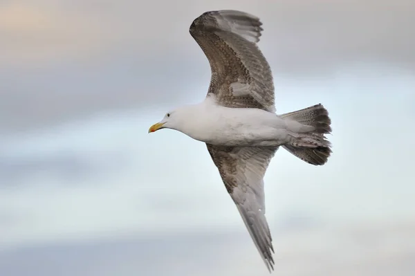 Bulutlu bir gökyüzünde uçan martı