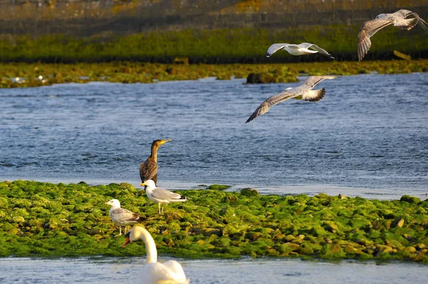 Martılar arasında bir karabatak