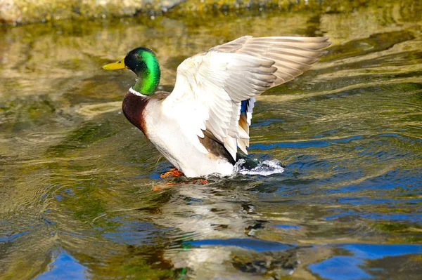 Flaping Nehri'nde bir yeşilbaş ördek