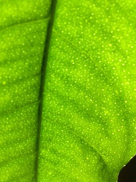 Zielony liść izolować — Zdjęcie stockowe