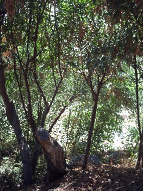 Ağaç bush arka plan