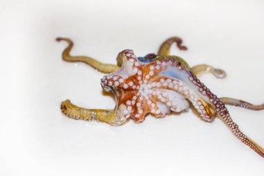 Ahtapot, ahtapod, polip