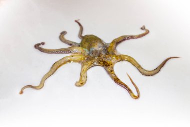 Ahtapot, ahtapod, polip