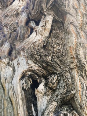 Ahşap izole etmek ve Bahçe