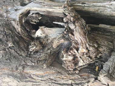 Ahşap izole etmek ve Bahçe