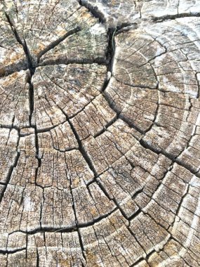 Ahşap izole etmek ve Bahçe